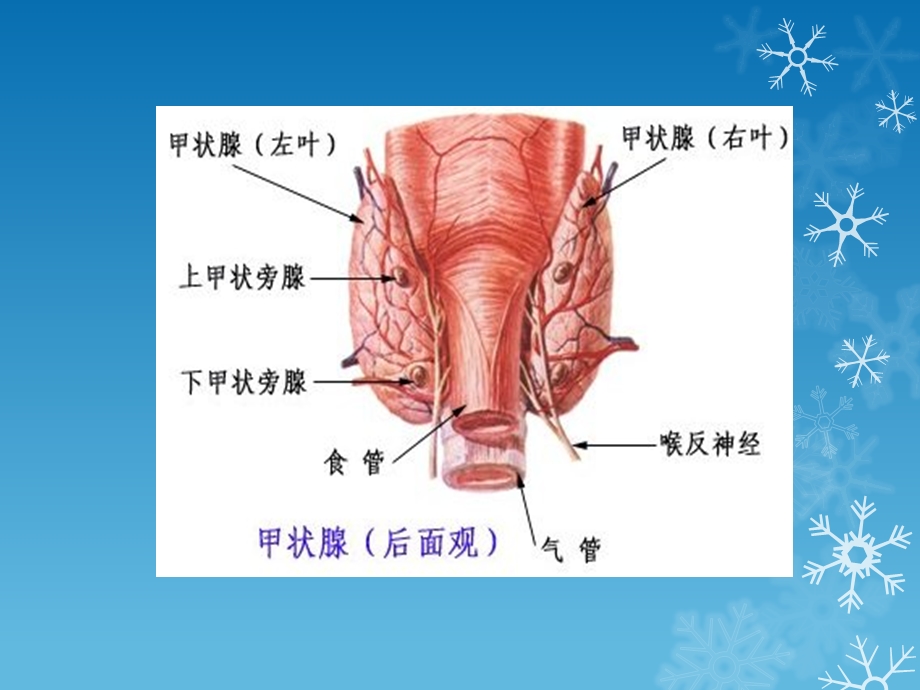 甲状腺疾病CT表现课件.ppt_第3页