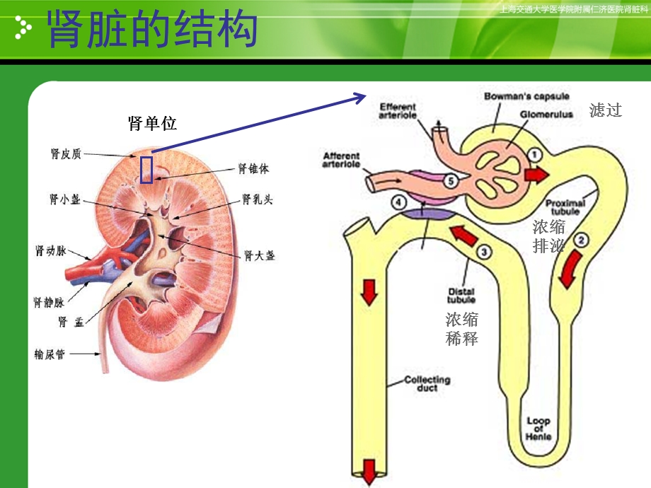 肾功能检验2015课件.ppt_第2页