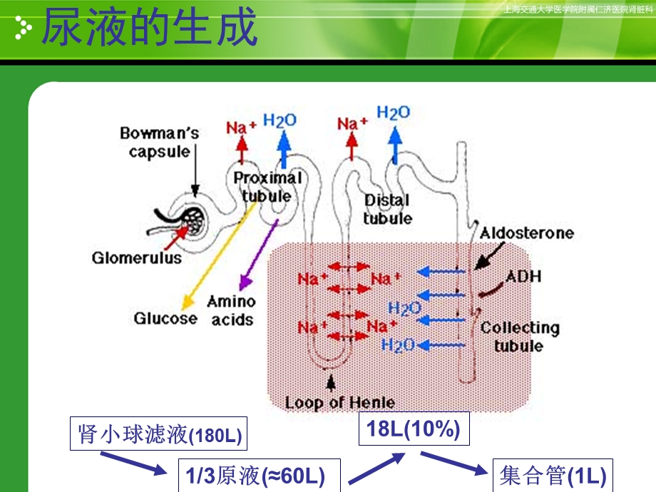 肾功能检验2015课件.ppt_第3页