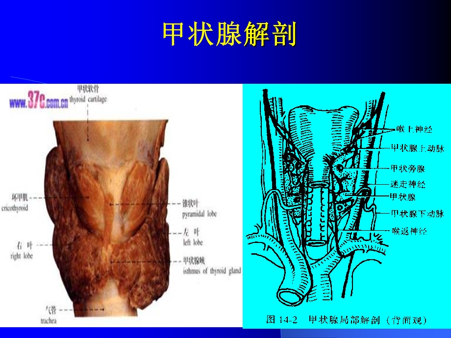 第十二章 颈部疾病患者的护理课件.ppt_第2页