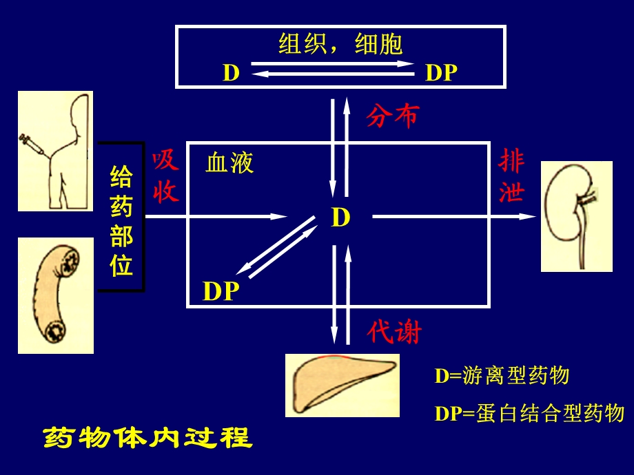 药代动力学课件.ppt_第3页