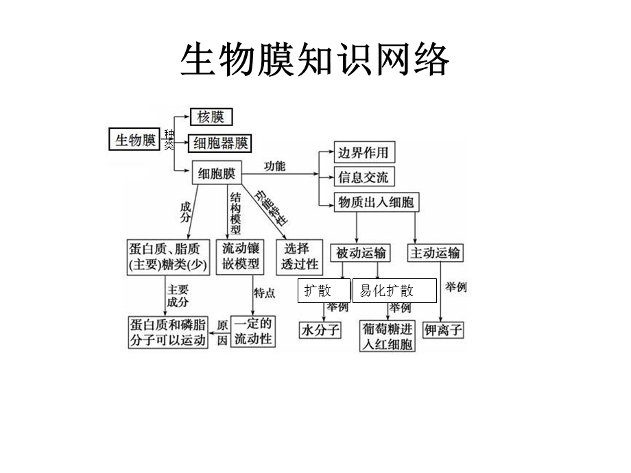 生物膜专题复习课件.ppt_第3页