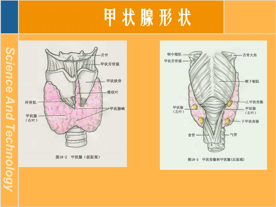 甲状腺疾病及治疗课件.ppt_第2页