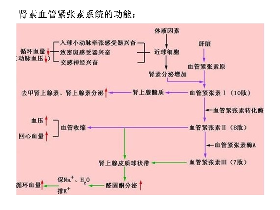 第二十三章 肾素 血管紧张素系统药物课件.ppt_第3页