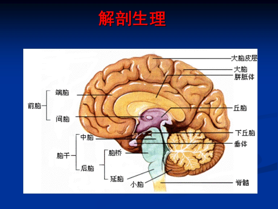 神经系统定位诊断(脑叶)课件.ppt_第3页