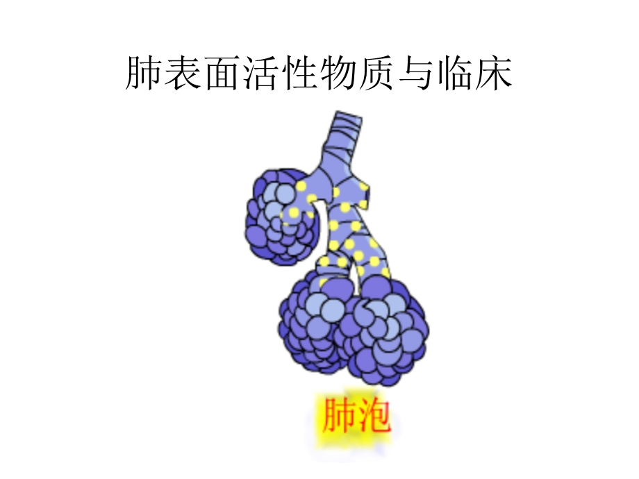 第二节 肺表面活性物质与临床课件.ppt_第1页