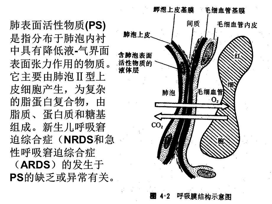 第二节 肺表面活性物质与临床课件.ppt_第3页