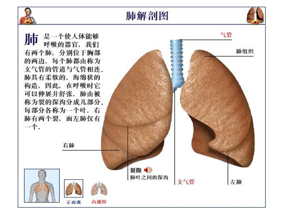 肺的专科护理课件.ppt_第2页