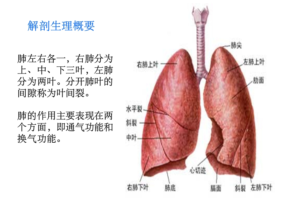 肺的专科护理课件.ppt_第3页