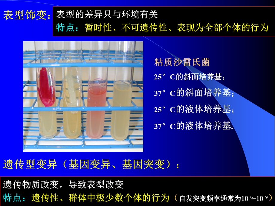 第七章 微生物遗传变异课件.ppt_第3页