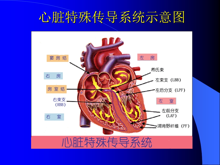 老年人心律失常课件.ppt_第2页