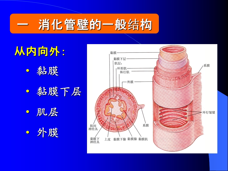 组织学消化管课件.ppt_第3页