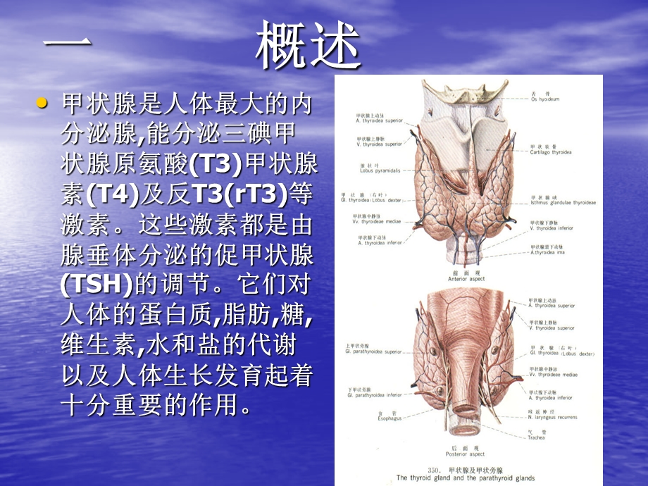 甲状腺功能测定临课件.ppt_第2页