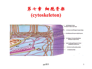 细胞骨架课件.ppt