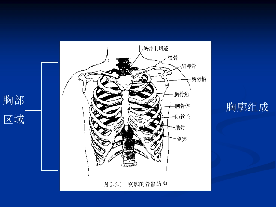 肺和胸膜检查课件.ppt_第2页