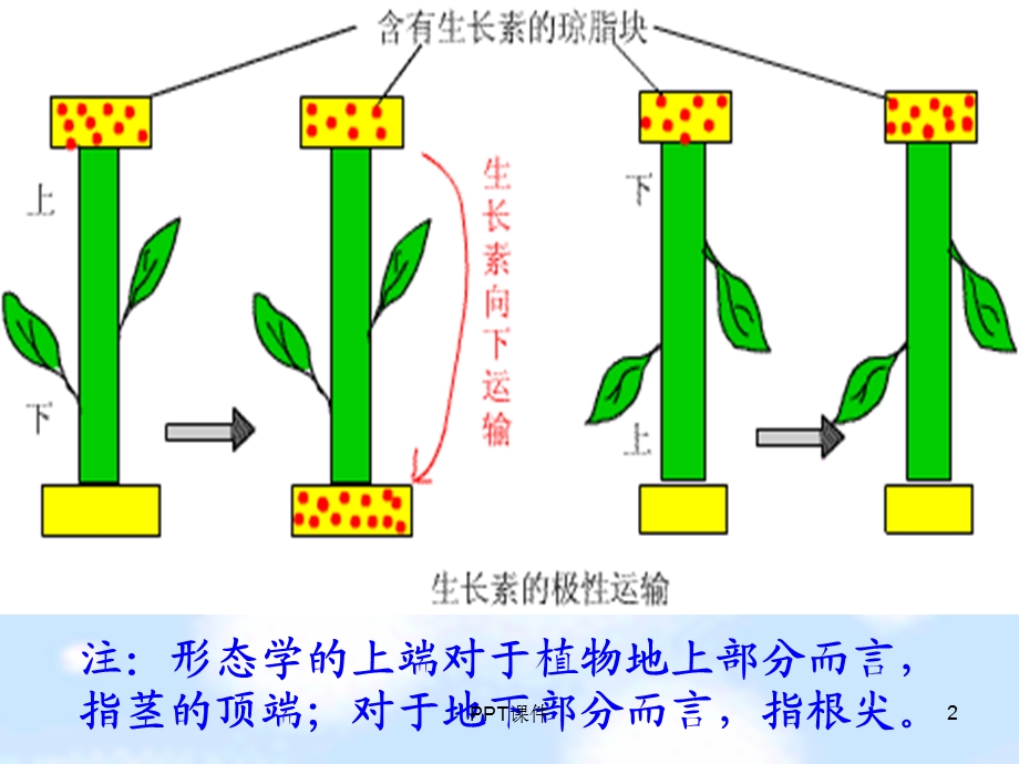 生长素的合成运输分布及生理作用课件.ppt_第2页