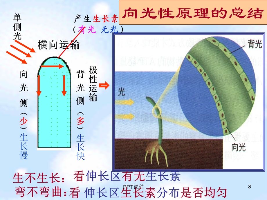 生长素的合成运输分布及生理作用课件.ppt_第3页