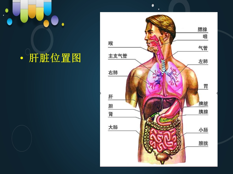 肝癌射频消融及介入治疗课件.ppt_第2页