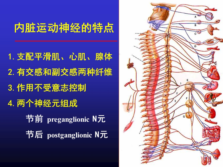 解剖第九课内脏神经课件.ppt_第2页