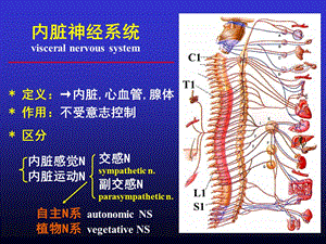 解剖第九课内脏神经课件.ppt