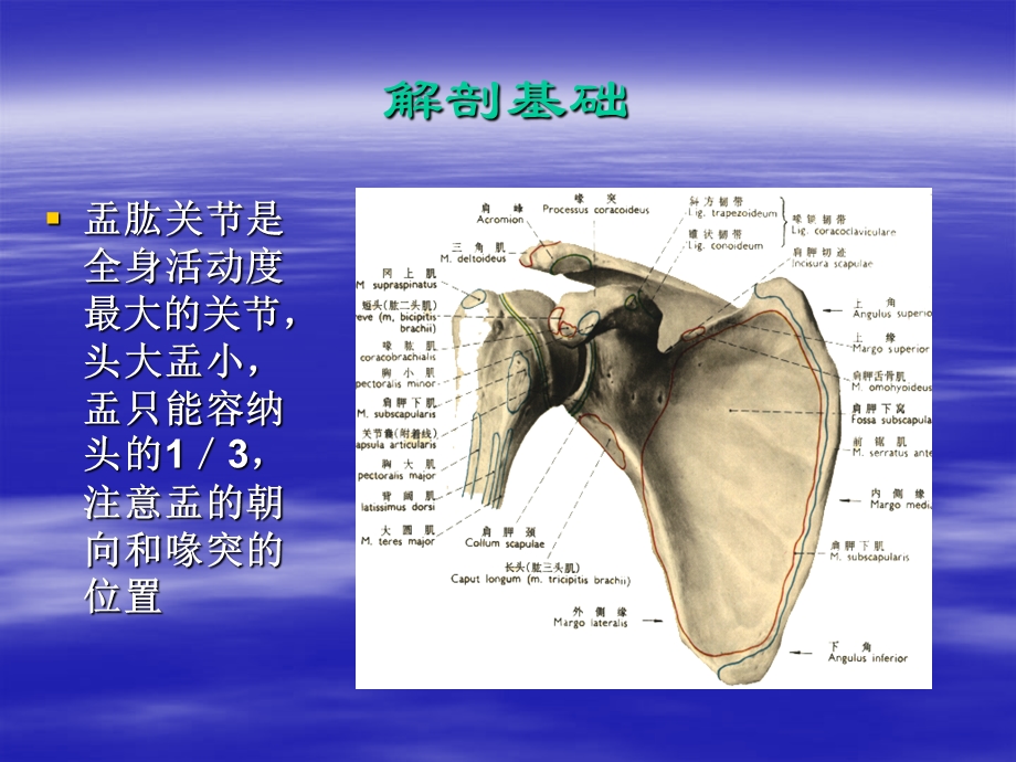 肩关节脱位 图文课件.ppt_第3页