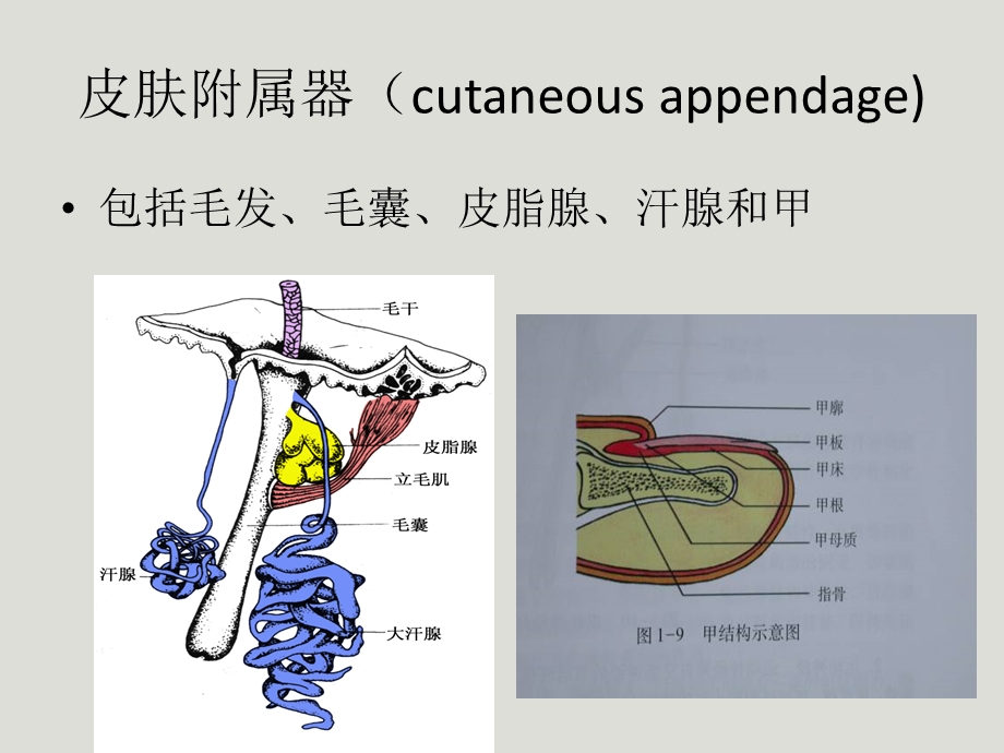 皮肤附属器疾病课件.ppt_第2页