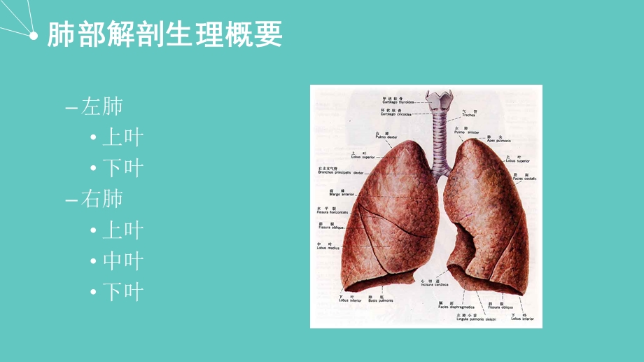 胸外科(肺)护理查房课件.pptx_第3页