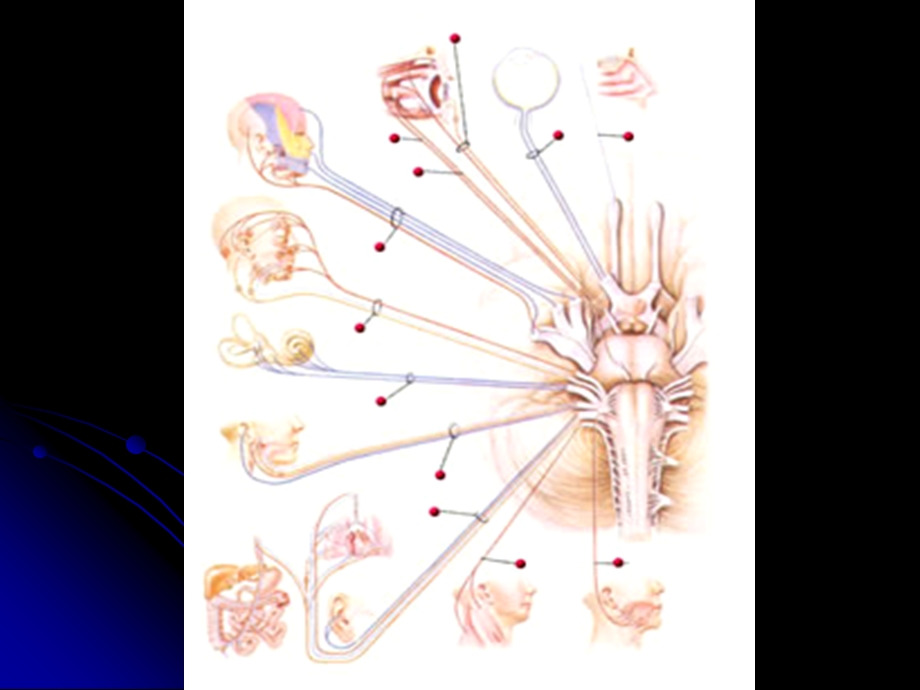 脑神经、植物神经幻灯片课件.ppt_第2页