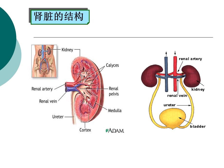 第5章 利尿药及脱水药课件.ppt_第3页