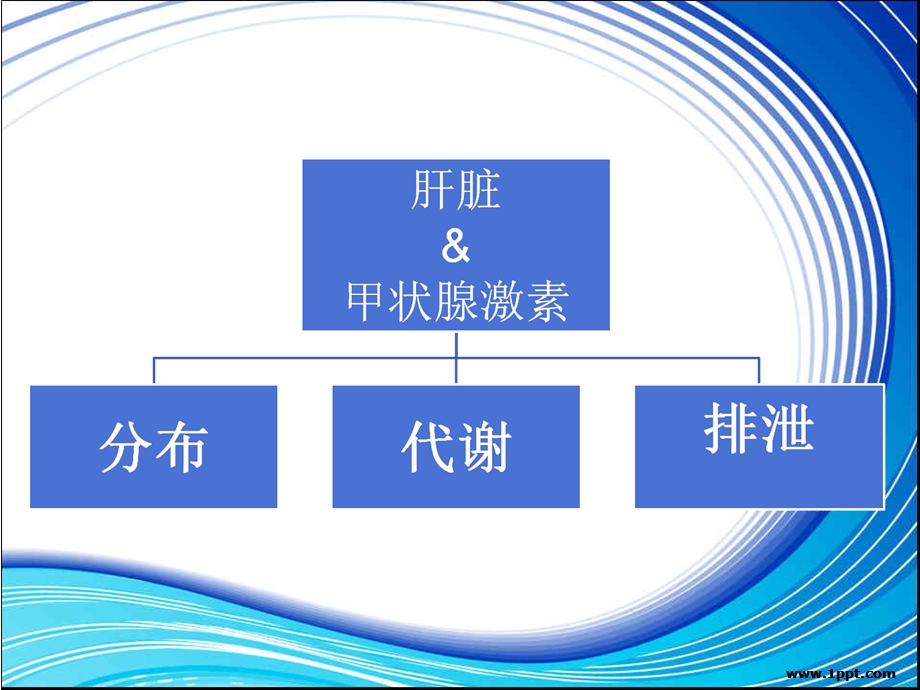 甲状腺功能与肝功能浅析课件.ppt_第3页