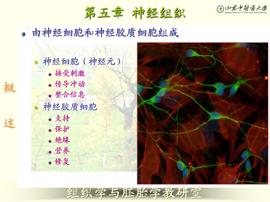 组织学ppt课件第五章神经组织.ppt_第3页