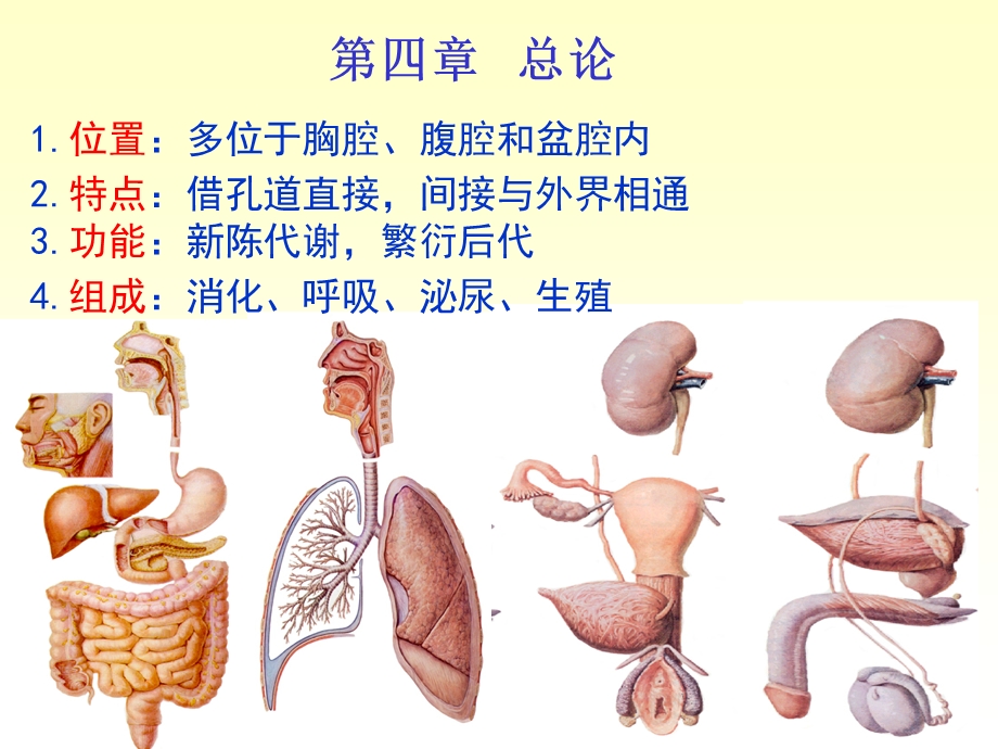 解剖学消化系统第一章消化管课件.ppt_第2页