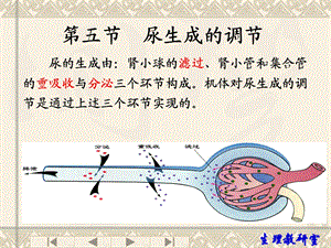 第八章 第五节 尿生成的调节课件.ppt