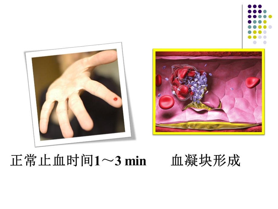 血液和造血课件.ppt_第3页