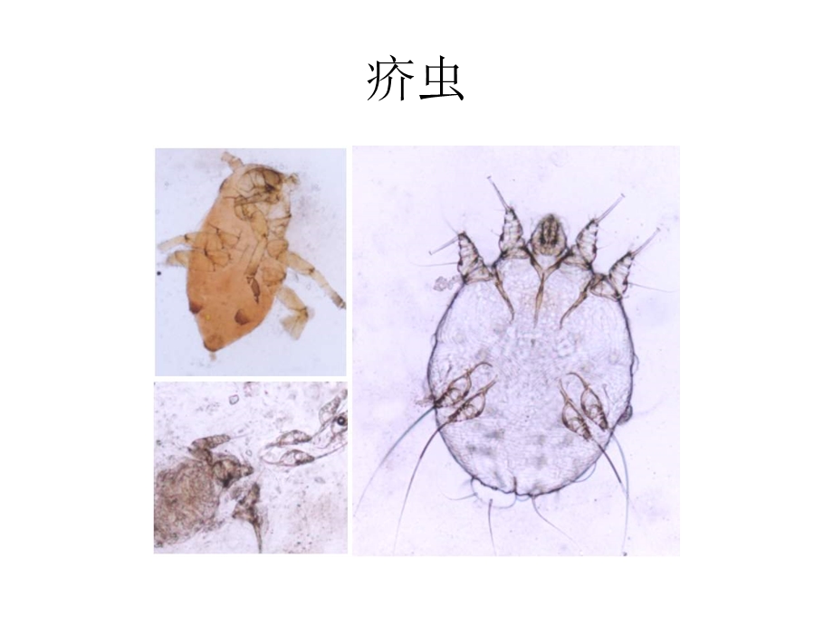 皮肤性病学动物性皮肤病研究课件.ppt_第3页