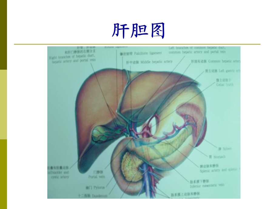 胆囊结石成因和治疗进展课件.ppt_第3页