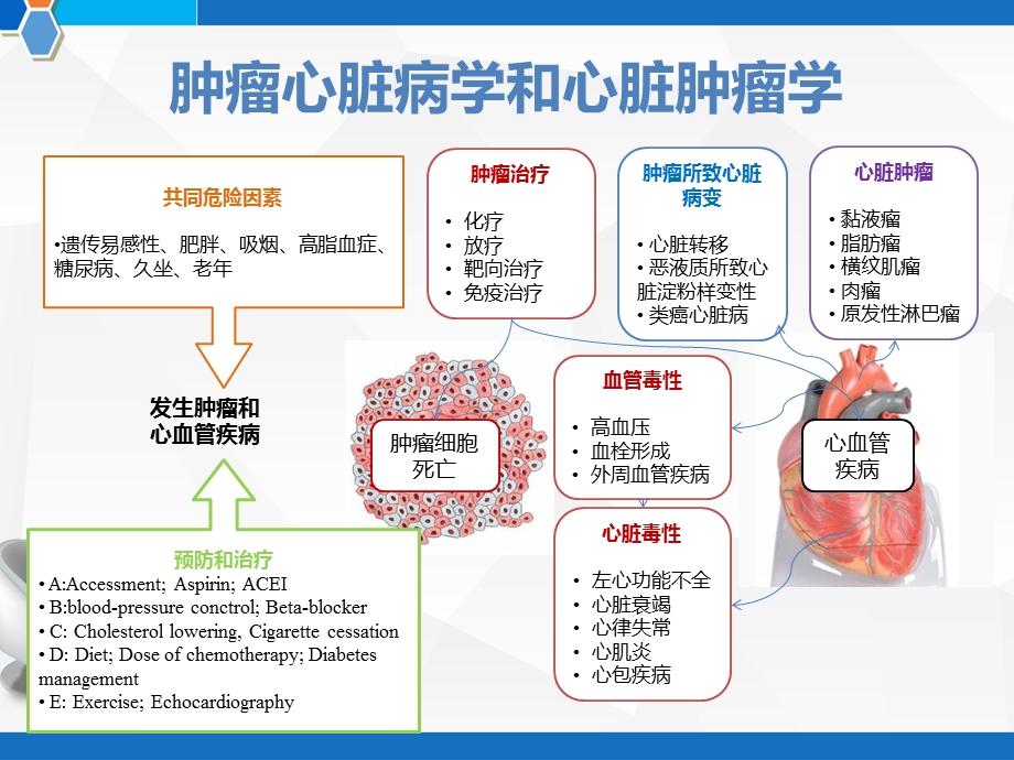 肿瘤心脏病学和心脏肿瘤学课件.pptx_第3页