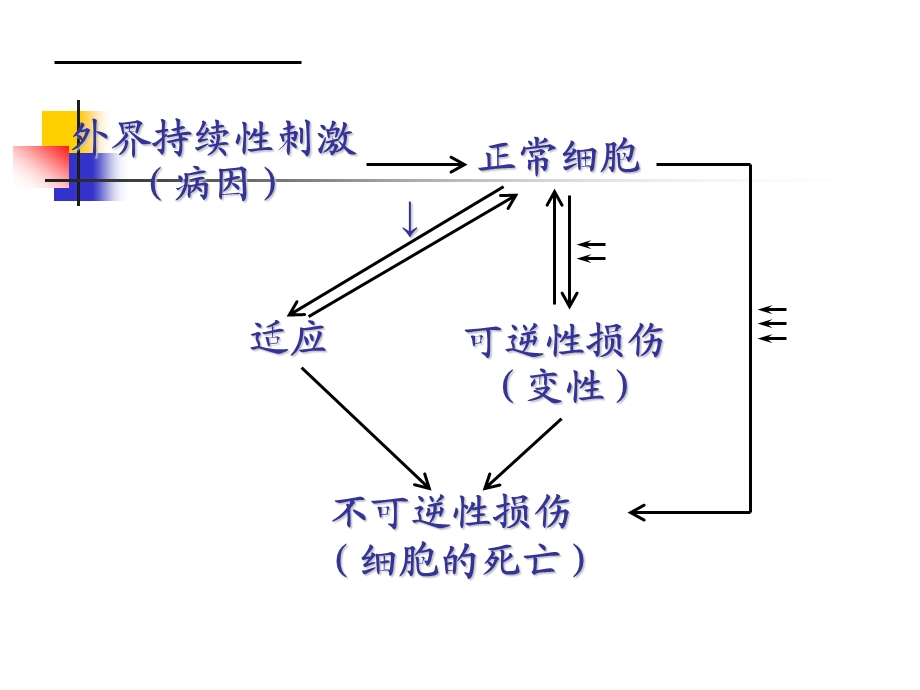 第1章细胞和组织的适应损伤与修复课件.ppt_第2页