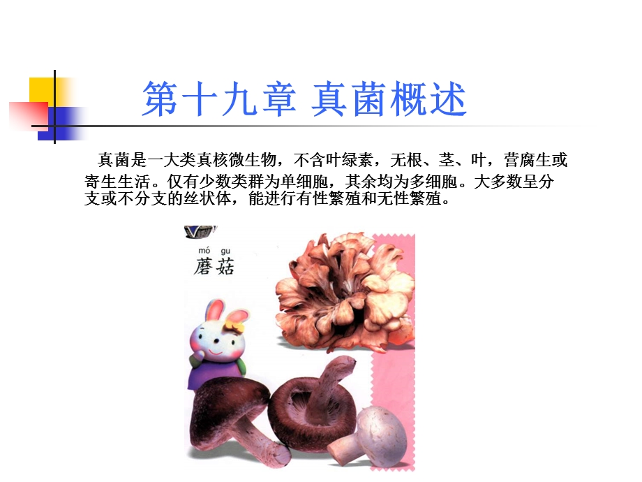 第十九章真菌概述课件.ppt_第1页