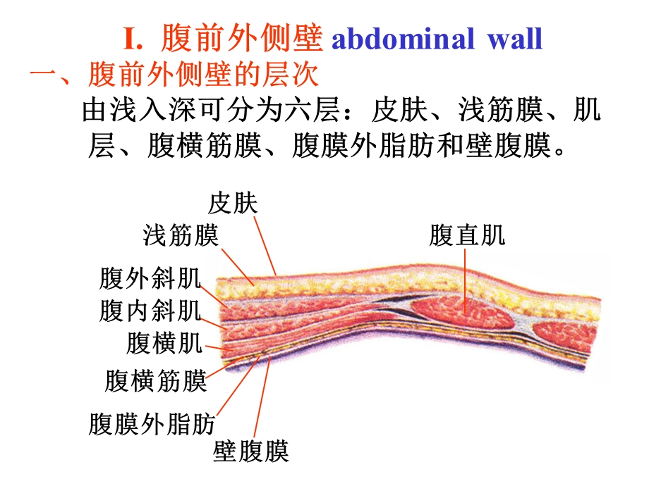 腹前外侧壁课件.ppt_第2页