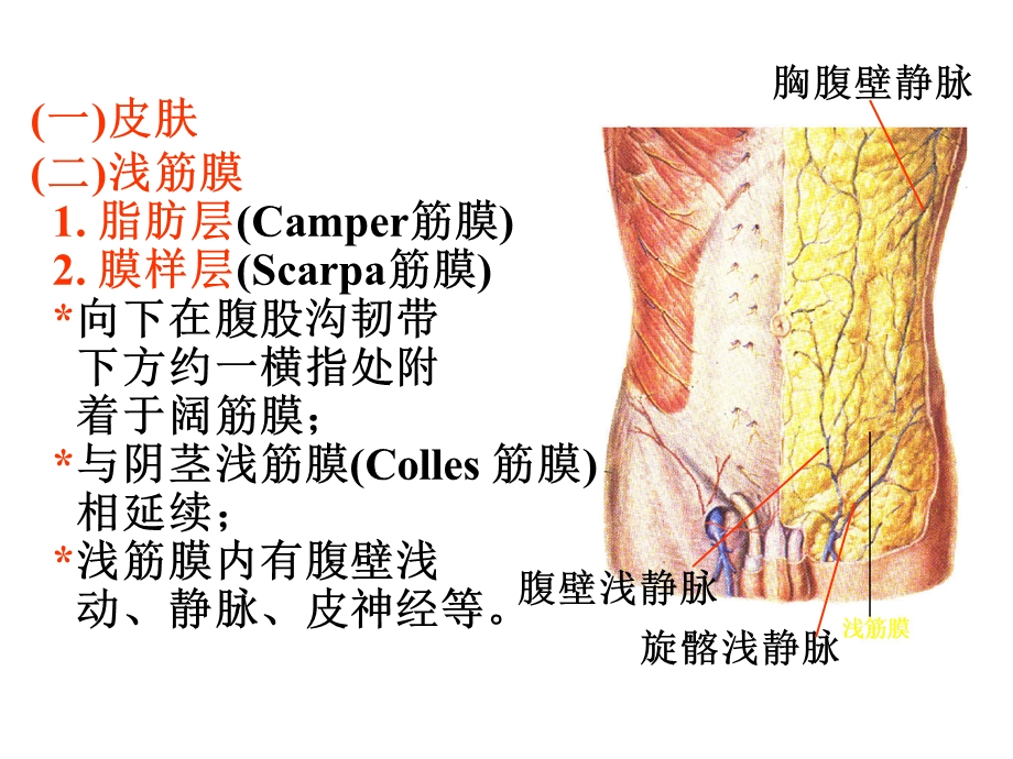 腹前外侧壁课件.ppt_第3页