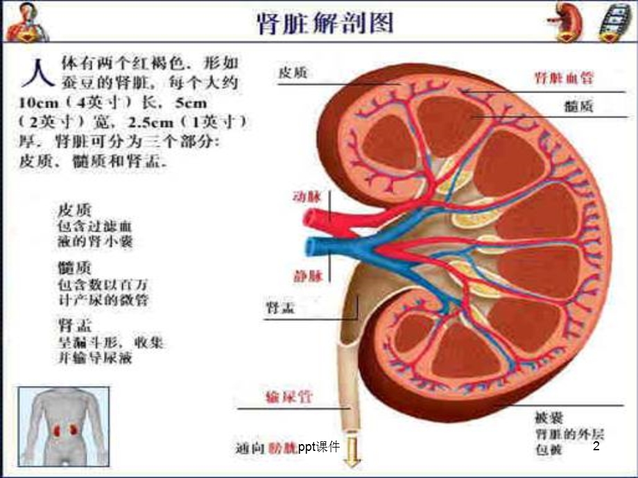 肾病综合征课件.ppt_第2页