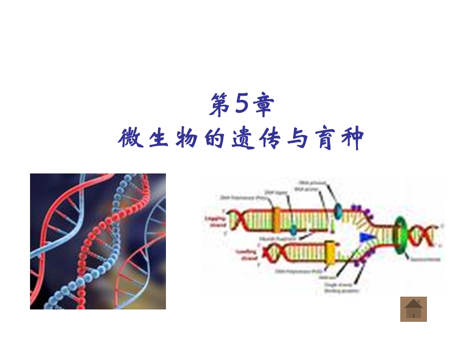 第5章微生物遗传育种课件.ppt_第1页