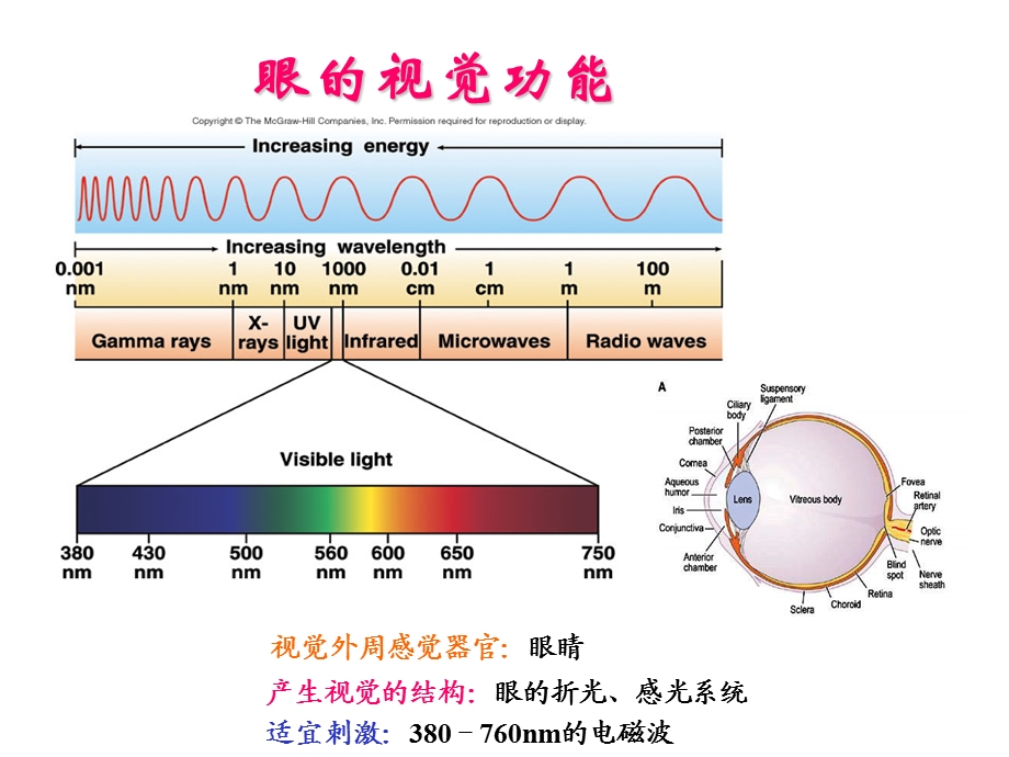 眼的视觉功能讲解课件.ppt_第1页