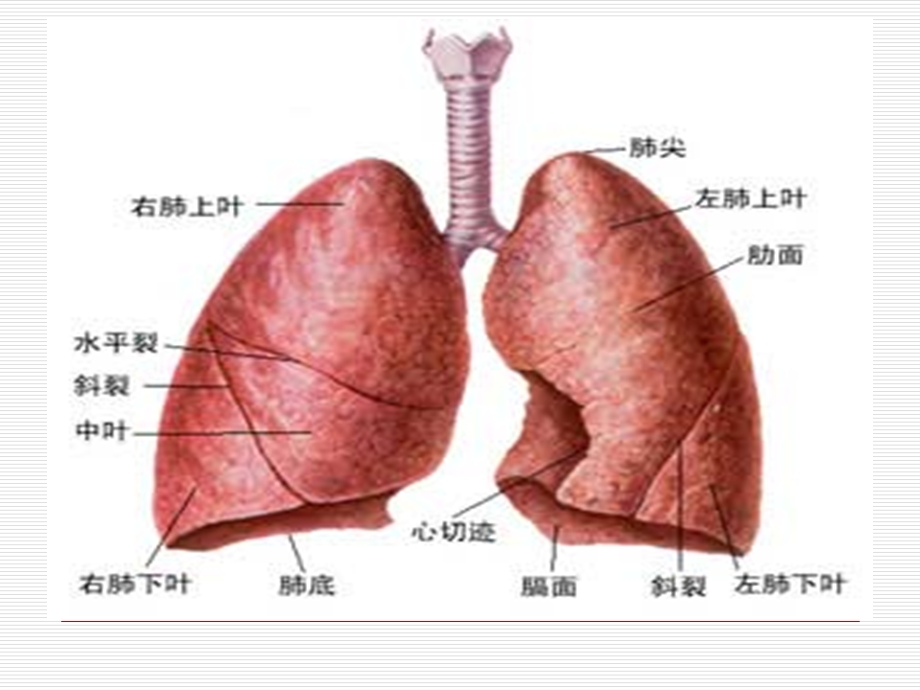 职业病危害及防治课件.ppt_第3页