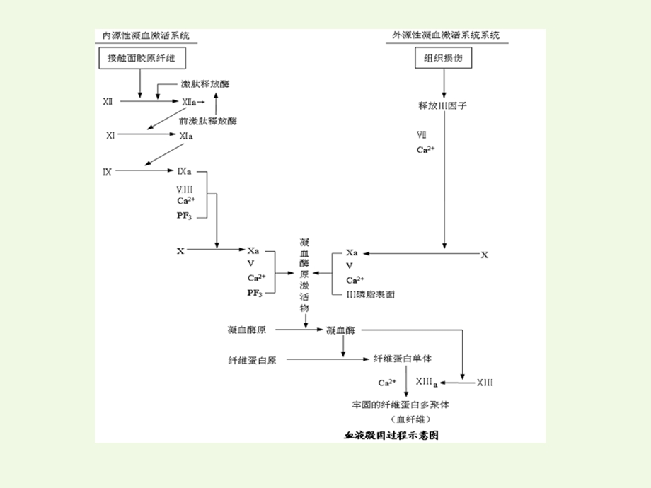 第24章药理学课件.ppt_第2页