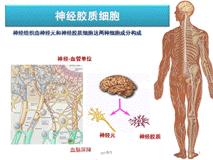 胶质细胞课件.ppt