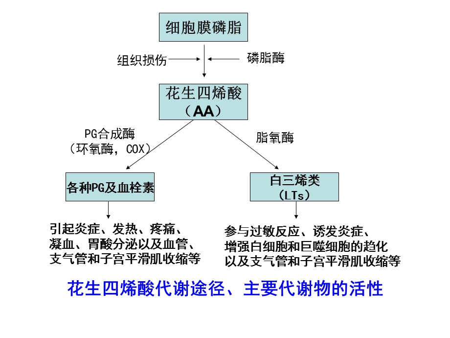 第三节 解热镇痛抗炎药课件.ppt_第3页