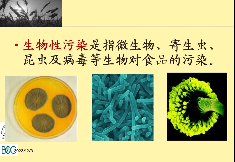 第二章生物性污染对食品安全影响课件.ppt_第2页