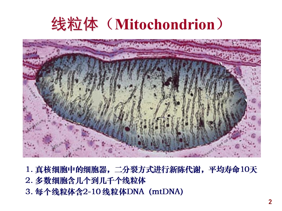 线粒体疾病的分子生物学检验课件.ppt_第2页